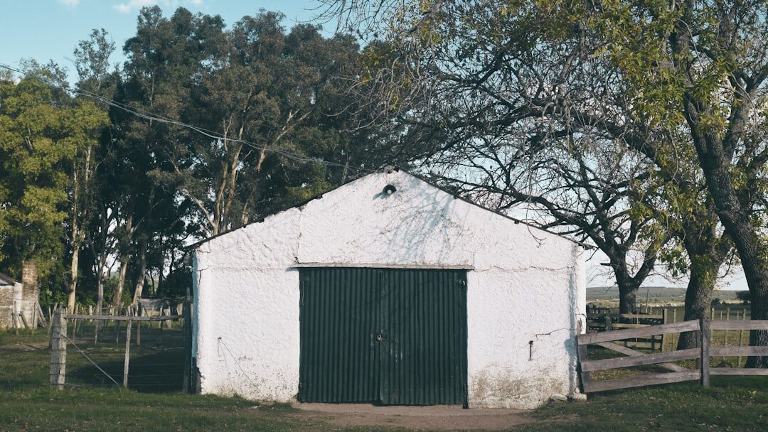 ombu tree in uruguay countryside